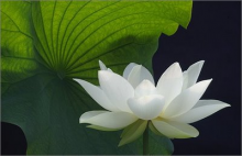 White lotus